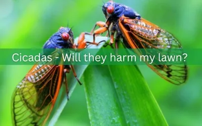 Cicadas — Will They Harm My Lawn?