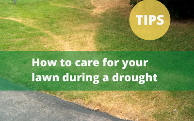 How To – Caring for Your Lawn in a Drought