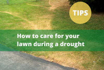 Drought lawn-5