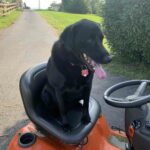 Black lab sitting on riding mower