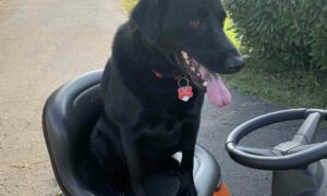 Black lab sitting on riding mower