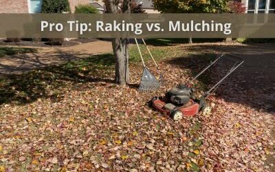 Raking or Mulching?