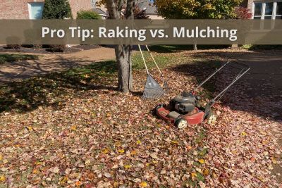 Raking vs. Mulching A (400 × 267 px)