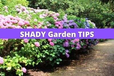 Shady Garden Tips