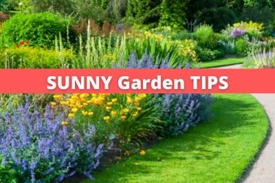 Sunny Garden Tips