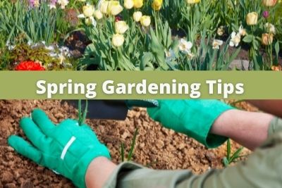 Spring Gardening Tips-2