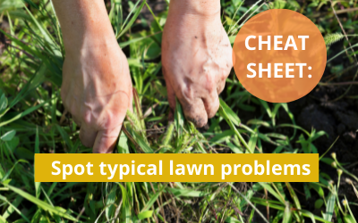 Cheat Sheet: Spotting typical lawn problems