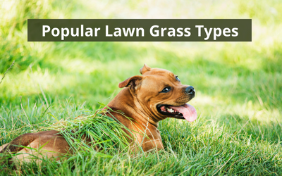 Know your lawn- popular grass types by region
