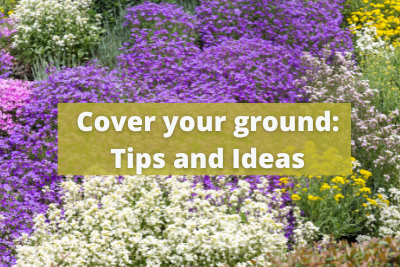 Ground cover Tips