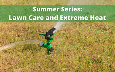 Summer Series — Lawn Care and Extreme Heat