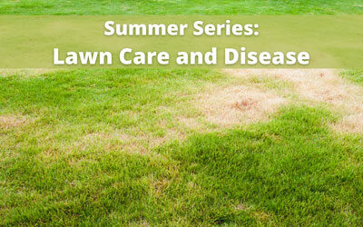 Summer Series — Lawn Care and Disease