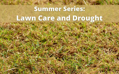 Summer Series — Lawn Care and Drought