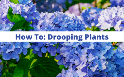 How To – Drooping Plants