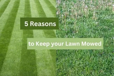 5 Reasons to Mow-2