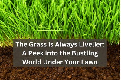 The Grass is Always Livelier A Peek into the Bustling World Under Your Lawn