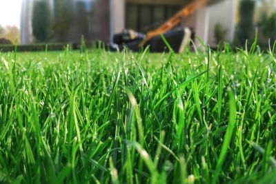 When to begin mowing