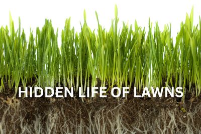 Hidden Life of Lawns Healthy lawn grass growth