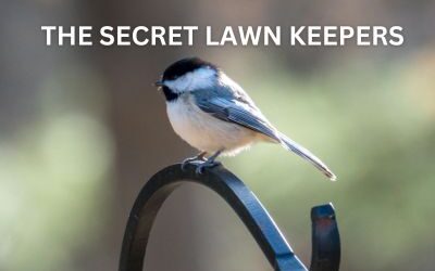 The Secret Lawn Keepers: Why Inviting Birds to Your Yard This Spring is a Smart Move
