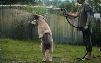 How to Water Your Lawn: The Best Times and Amounts by Season
