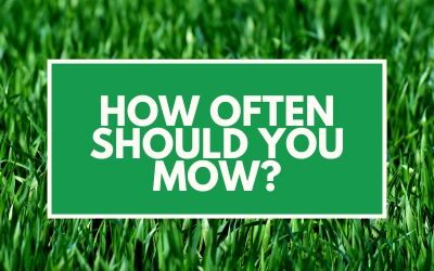 How Often Should You Mow? Your Seasonal Guide to the Right Mowing Schedule