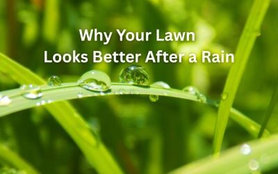 Why Your Lawn Looks Better After a Rain (and How to Keep It That Way)